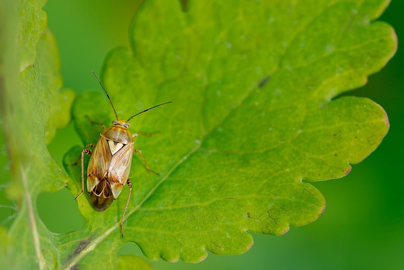 Common pests