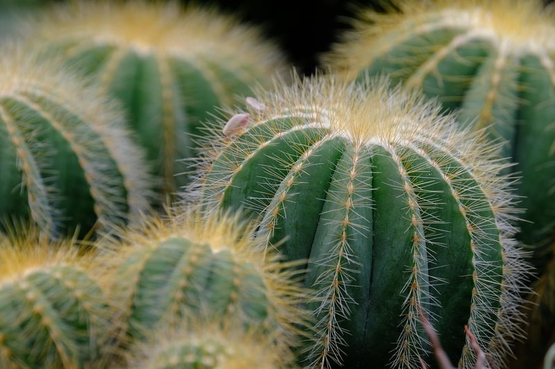 Succulents in sunlight